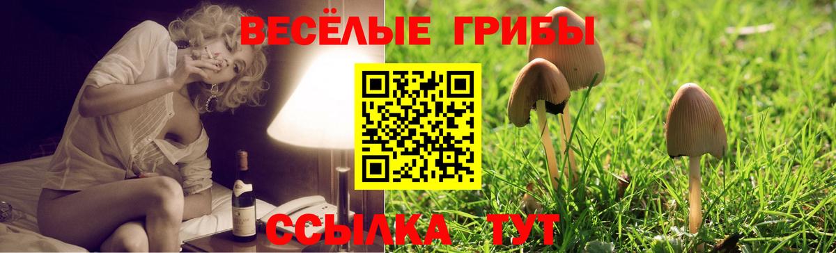 Галлюциногенные грибы Psilocybine cubensis Лабытнанги